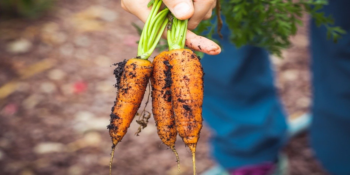 Horticulture - Creating India's Agriculture Edge