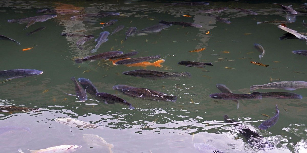 Aquaculture Technology Developments And Present Scenarios