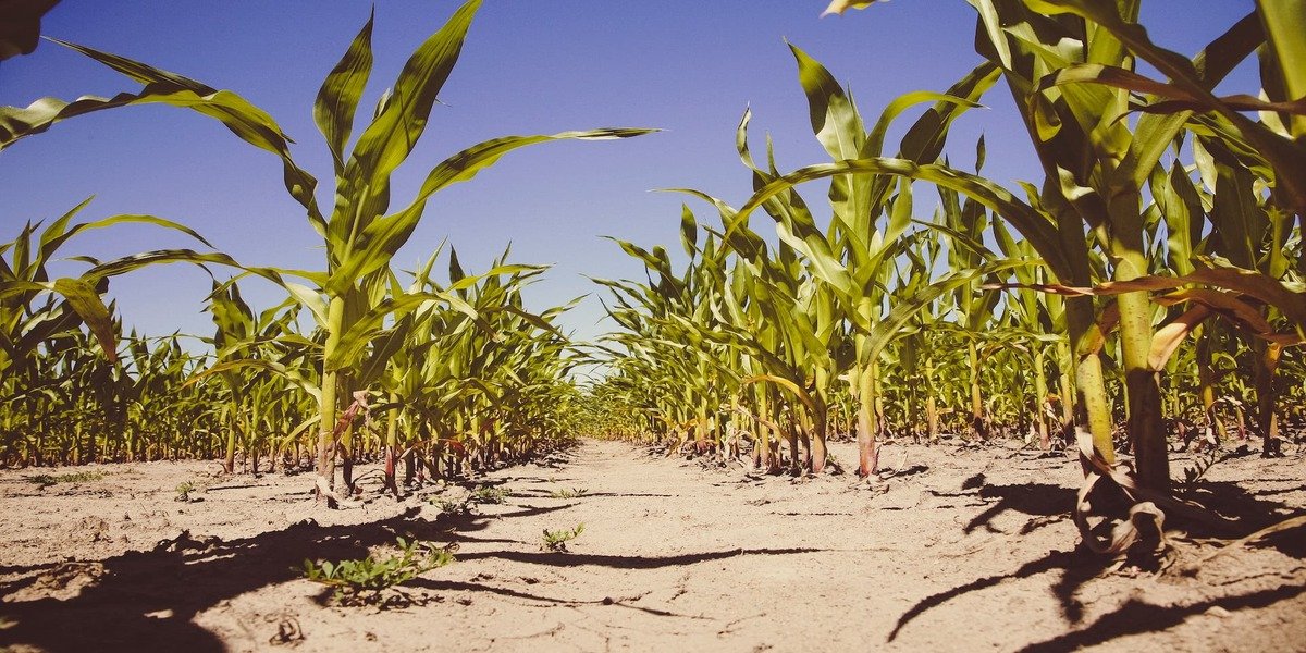 Genetic Engineering In Agriculture