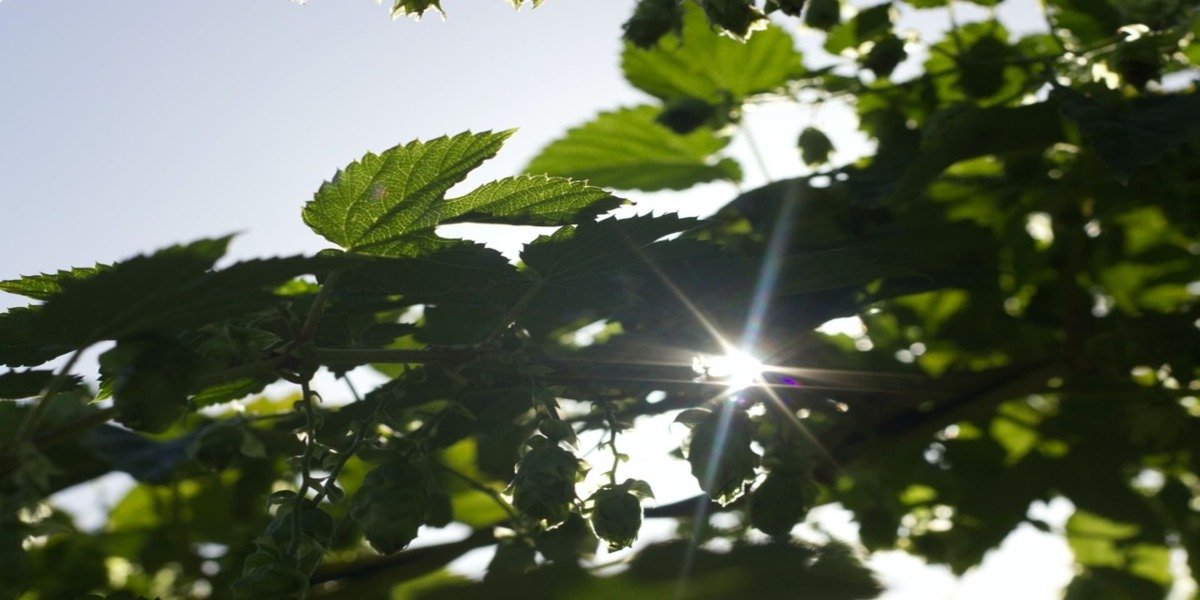 Sustainability - A Real Issue